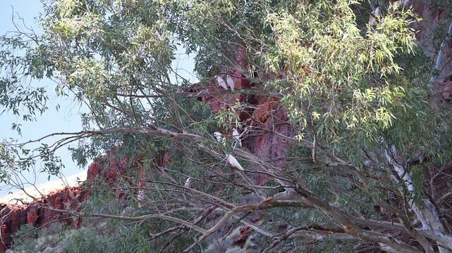 little corella cockatoo, Cacatua sanguinea sitting in a tree of a remote bush camp in a rocky landscape of millstream chichester national park in the Pilbara region of West Australia.
