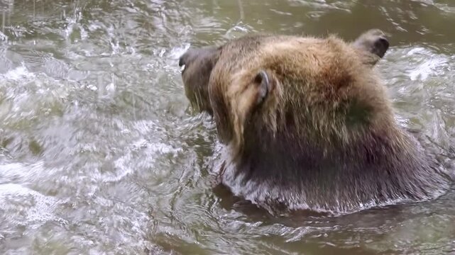 Asian brown bear bathing in freshwater pond to keep cool. Wild predatory animal swimming in lake. Forest inhabitant wallowing in water during sunny day. Endangered species in their natural habitat.