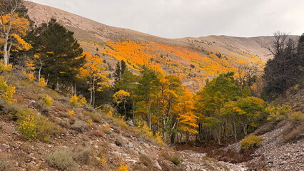 Obraz premium Orange aspens in the fall in the mountains