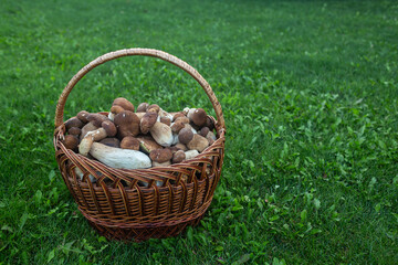Basket with porcini mushrooms on a beautiful lawn
