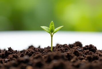 Young plant sprout emerging from soil