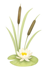 Fototapeta premium White water lily blooming on lily pad with tall cattails, vertical composition, isolated on white 