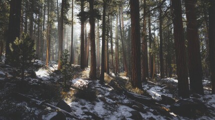 Obraz premium Mysterious sunlit forest exploration majestic trees nature photography tranquil environment scenic viewpoint wilderness adventure