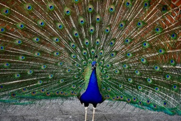 Obraz premium peacock with feathers