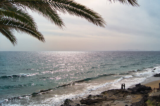 Palm Branch over Playa Blanca Beach Lanzarote