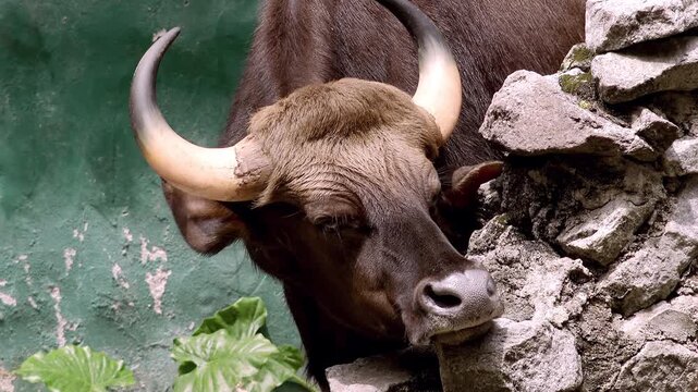 Close up portrait of Indian Gaur (bison) male