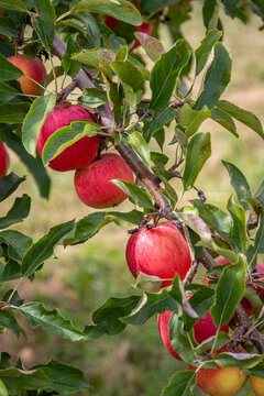 red apples on a branch