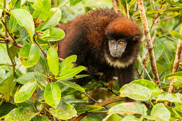 Yellow-handed Titi Monkey (Callicebus lucifer) in Cuyabeno Wildlife Reserve (Amazonia, Ecuador)