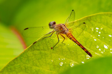 Dragonfly Odonata insect sitting on the leaves in Cyuabeno wildlife reserve, Ecuador