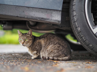 Tough and cute green tabby cat with green eyes is sitting under a car. Animal has powerful calm...