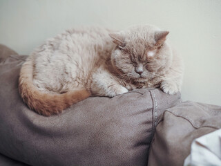 Cute chubby British shorthair cat is sleeping on a suede couch. Calm and relaxed pet with overweight problem. Animal has light brown fur color.