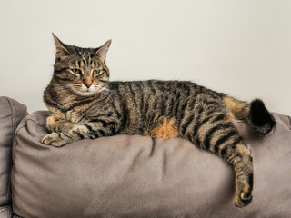 Fototapeta premium Calm and relaxed tabby cat laying on a back of a suede couch sofa. Good looking and well looked after home pet relaxes during busy day.