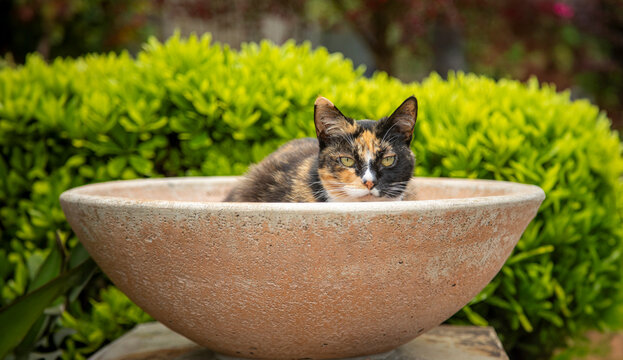 A colorful Calico cat in a brown ceramic bowl in a garden