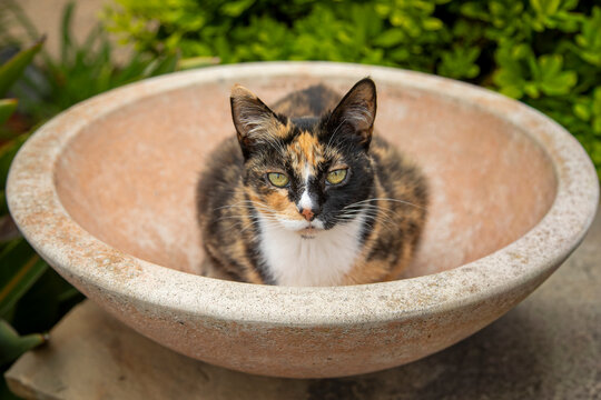 A colorful Calico cat in a brown ceramic bowl in a garden - Powered by Adobe