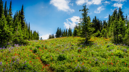Hiking through the Wildflowers on Tod Mountain - 2