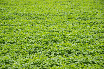Lush green field filled with vibrant plants, showcasing a dense growth pattern under natural...