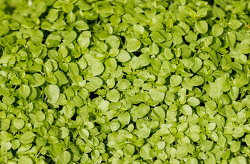 A carpet of young Stellaria media plants