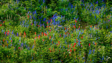 Alpine Paintbrush and Lupin Wildflowers on Tod Mountain British Columbia - 1
