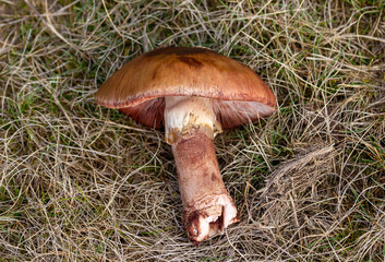Close-up of a Tricholoma fracticum mushroom on the grass