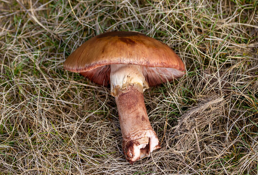 Close-up of a Tricholoma fracticum mushroom on the grass