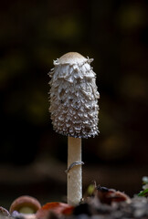 Close-up with a Coprinus comatus mushroom