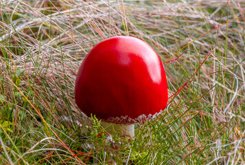 An Amanita jacksonii mushroom in the grass