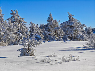 Fototapeta premium Landscape of Vitosha Mountain, Bulgaria