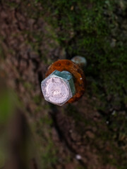 weathered metal screw on wooden tree trunk