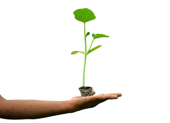 Young green seedlings of various vegetable plants growing healthy in soil, isolated on white background. Perfect for gardening, farming, organic, and nature-themed designs or ads