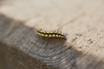 Close-up of colorful caterpillar in sunlight
