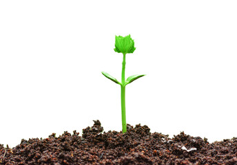 Young green seedlings of various vegetable plants growing healthy in soil, isolated on white background. Perfect for gardening, farming, organic, and nature-themed designs or ads