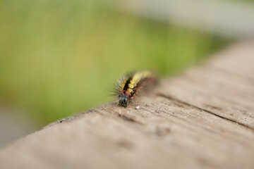 Small caterpillar crawling on wooden surface