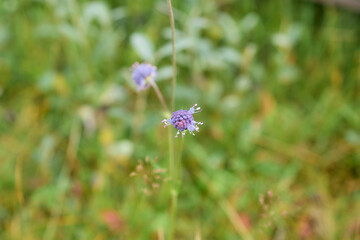 Purple wildflower blooming in summer meadow