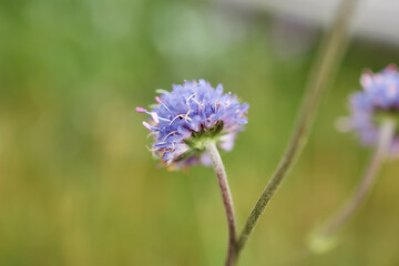 Obraz premium Small purple flower macro in natural light