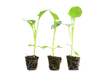 Young green seedlings of various vegetable plants growing healthy in soil, isolated on white background. Perfect for gardening, farming, organic, and nature-themed designs or ads