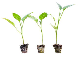 Young green seedlings of various vegetable plants growing healthy in soil, isolated on white background. Perfect for gardening, farming, organic, and nature-themed designs or ads