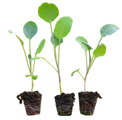 Young green seedlings of various vegetable plants growing healthy in soil, isolated on white background. Perfect for gardening, farming, organic, and nature-themed designs or ads