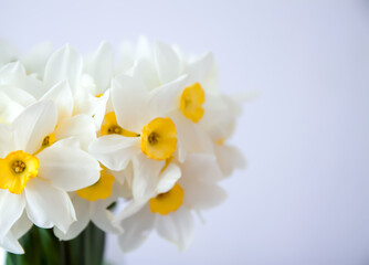 White daffodils. Spring freshness and gentle home aesthetics.