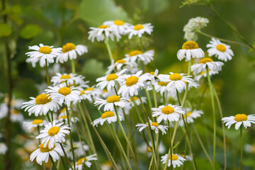 Fototapeta premium Field of daisies in bloom at morning. Seasonal beauty and simplicity.
