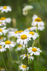 Small white daisies glowing in sunlight. Tenderness and the spirit of summer.