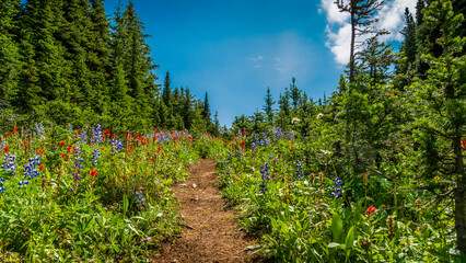 Hiking Trail through the Wildflowers on Tod Mountain