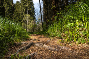 Forest hiking trail near Kalteneck by Hutthurm in Lower Bavaria, natural path with roots and sunlight