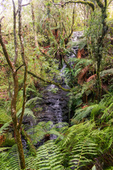 Waterfall inside an Araucaria moist forest in Sao Francisco de Paula, South of Brazil
