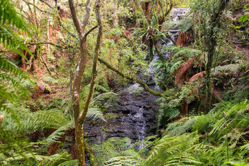 Waterfall inside an Araucaria moist forest in Sao Francisco de Paula, South of Brazil