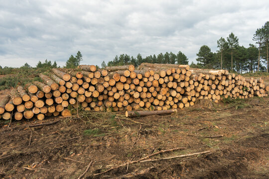 Cut logs of Pine - timber harvesting in Sao Francisco de Paula, South of Brazil