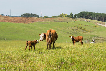 Fototapeta premium Cow and calves grazing on green pastures in the highlands of southern Brazil (Campos de cima da Serra - Sao Francisco de Paula)