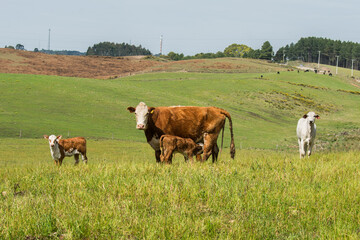 Cow and calves grazing on green pastures in the highlands of southern Brazil (Campos de cima da Serra - Sao Francisco de Paula)