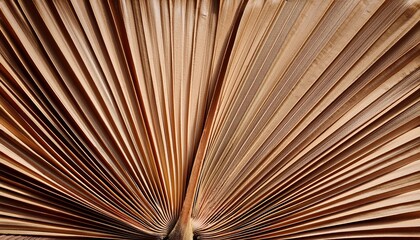 Closeup Of A Dried Palm Leaf With Striking Radial Pattern And Natural Brown Hues Creating Organic Texture Perfect For Backgrounds Or Design