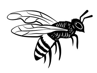 Abeja ilustración científica insecto dibujo retro vintage ideal para logos de marcas de miel