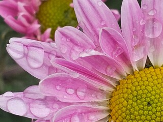 close up of pink flower, pink chrysanthemum close-up